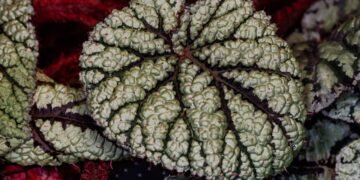 Essas plantas exóticas parecem criadas por inteligência artificial mas são totalmente naturais