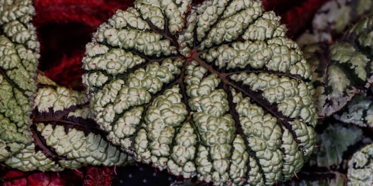 Também existem folhas com brilho levemente azulado, que fica ainda mais evidente em ambientes de pouca luz - Créditos: depositphotos.com / Veroja