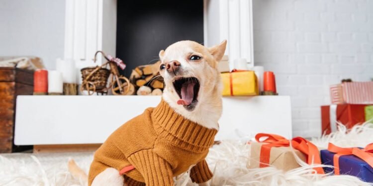 Os chamados sinais de calma são pequenos gestos que o cão usa para tentar deixar uma situação mais tranquila - Créditos: depositphotos.com / MicEnin