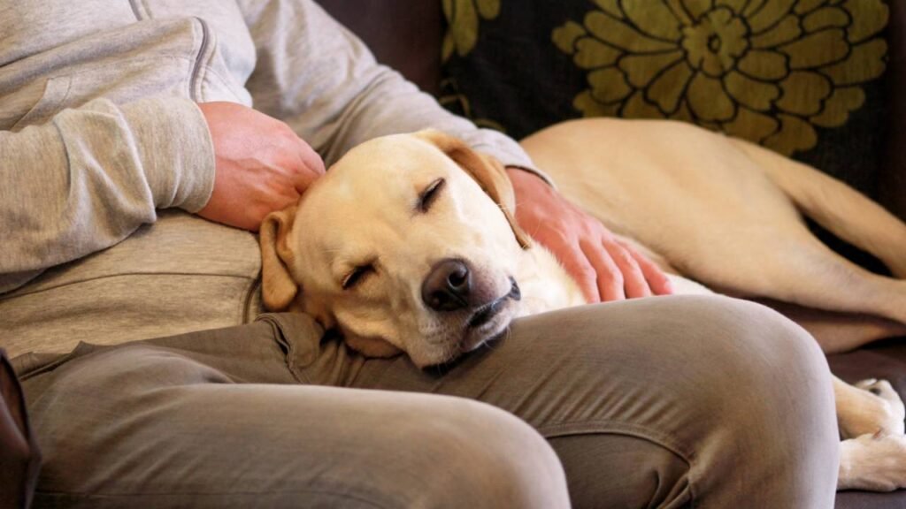 cachorro dormindo dono_1774559885537