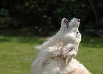 O chamado da matilha, por que seu cachorro uiva para a sirene da ambulância e o que ele está dizendo