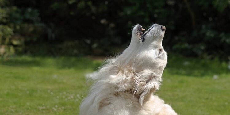 Entre todos os comportamentos caninos, o ato de uivar para ruídos chama atenção de muitos tutores - Créditos: depositphotos.com / sponner