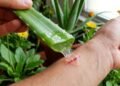 Sem pomada cara, como essas plantas realmente ajuda a fechar cortes e feridas