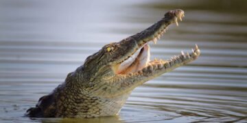 Por que a evolução colou a língua deste réptil no fundo da boca e como ele consegue comer sem ela