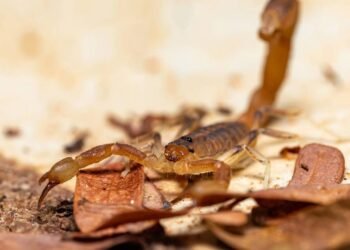 As 4 plantas baratas que ajudam a manter escorpiões longe do seu quintal e da sua família