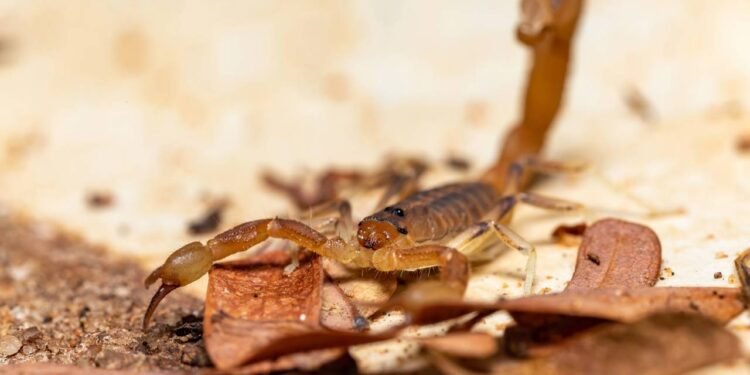 Em muitas casas, a busca por plantas que afastam escorpiões começou depois de notar esses animais em áreas com entulho - Créditos: depositphotos.com / artush