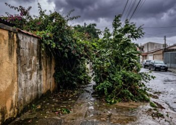 A lei deixa claro o que fazer se galhos de árvores ou a cerca viva do vizinho invadirem a calçada