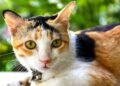 Mais do que beleza, o que a regra das três cores diz sobre a vida do seu gato