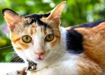 Mais do que beleza, o que a regra das três cores diz sobre a vida do seu gato