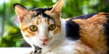 Mais do que beleza, o que a regra das três cores diz sobre a vida do seu gato