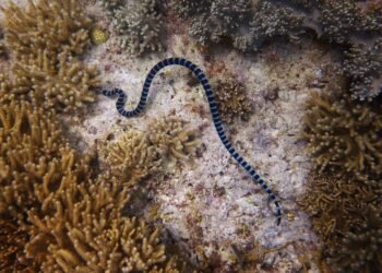 O mistério da jararacolândia: por que este refúgio isolado abriga milhares de serpentes