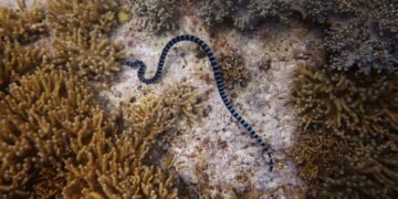 O mistério da jararacolândia: por que este refúgio isolado abriga milhares de serpentes