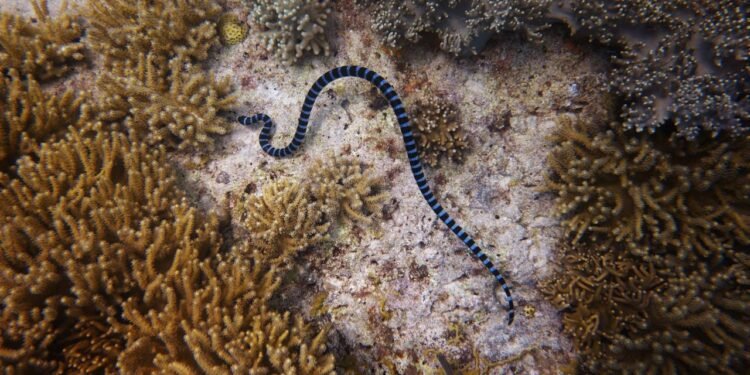 A fama de perigo vem, principalmente, da presença da jararaca-ilhoa e da dificuldade de resgate em caso de acidente - Créditos: depositphotos.com / st.kirk.84@gmail.com