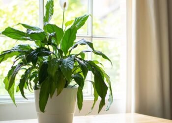 Esse é o local perfeito para o seu lírio-da-paz florescer mais vezes em casa