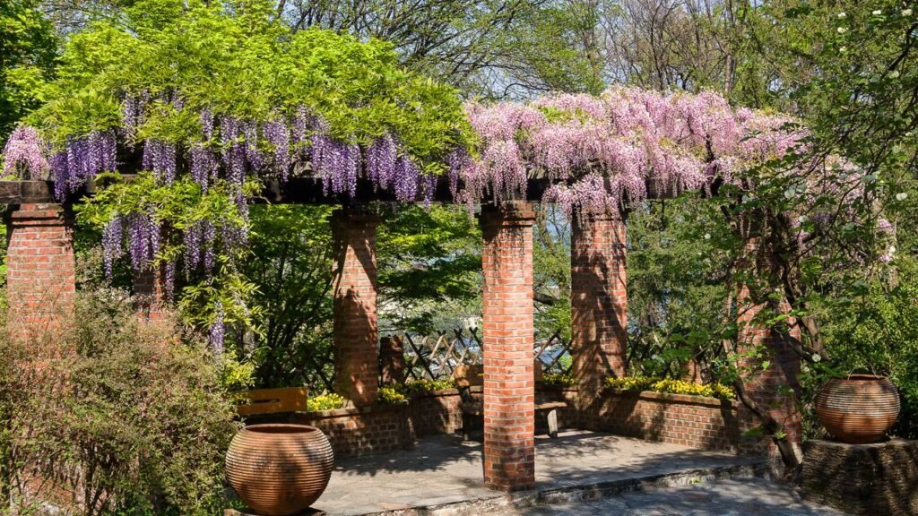as melhores plantas para pergolado