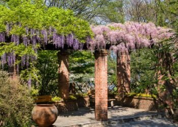 As 5 melhores plantas para pergolado que criam uma sombra fresca e perfumada no seu quintal