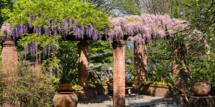 A expressão melhores plantas para pergolado muda de acordo com o seu objetivo: mais sombra, muitas flores - Créditos: depositphotos.com / elitravo