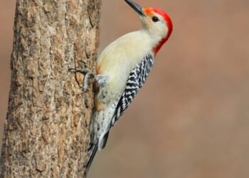 O que significa quando um pica-pau aparece na sua casa?