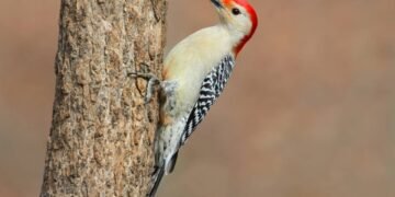 O que significa quando um pica-pau aparece na sua casa?