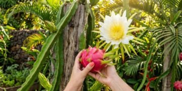 A fruta exótica que parece difícil de plantar mas cresce até em vasos