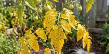 tomate amarelo