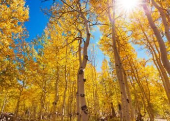 Mistério em Utah: a árvore de 6 mil toneladas que se renova sem nunca recomeçar do zero