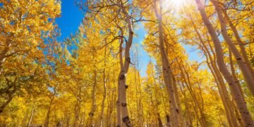 Mistério em Utah: a árvore de 6 mil toneladas que se renova sem nunca recomeçar do zero