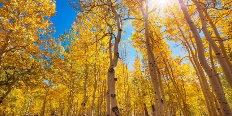Pesquisas indicam que o Pando ocupa cerca de 43 hectares e reúne em torno de 47 mil troncos visíveis - Créditos: depositphotos.com / kamchatka