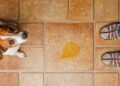 Adeus cheiro de xixi de cachorro, a receita caseira que ajuda acabar com o odor desagradável