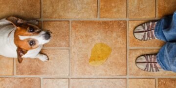 Adeus cheiro de xixi de cachorro, a receita caseira que ajuda acabar com o odor desagradável