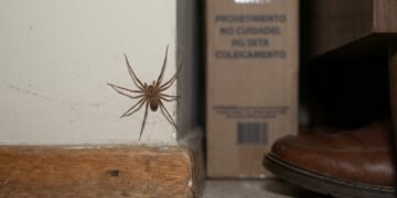 Essa aranha altamente venenosa agora também pode estar vivendo na sua casa