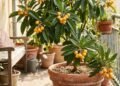 A fruta dos anos 90 que você pode cultivar na sua varanda em 5 passos simples