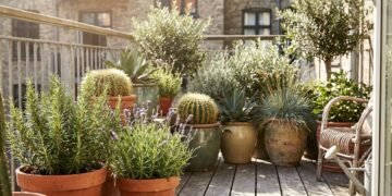 Adeus vasos murchos na sacada, a planta guerreira que virou a tendência para o sol e vento