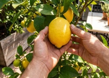 Os jardineiros concordam: a árvore mais recomendada para plantar no quintal e que dará frutos durante todo o ano