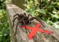 As 5 plantas que espantam aranhas e deixam sua casa segura