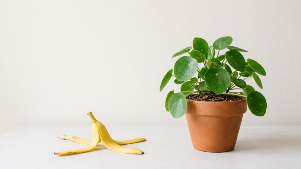 Aumente o crescimento das plantas com casca de banana: por que seus nutrientes são considerados superalimentos para plantas