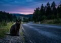 Entre superstição e realidade: o que significa ver um gato preto na beira da estrada