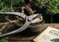Bonsai: saiba como cuidar e introduzir essa técnica milenar na decoração do seu lar
