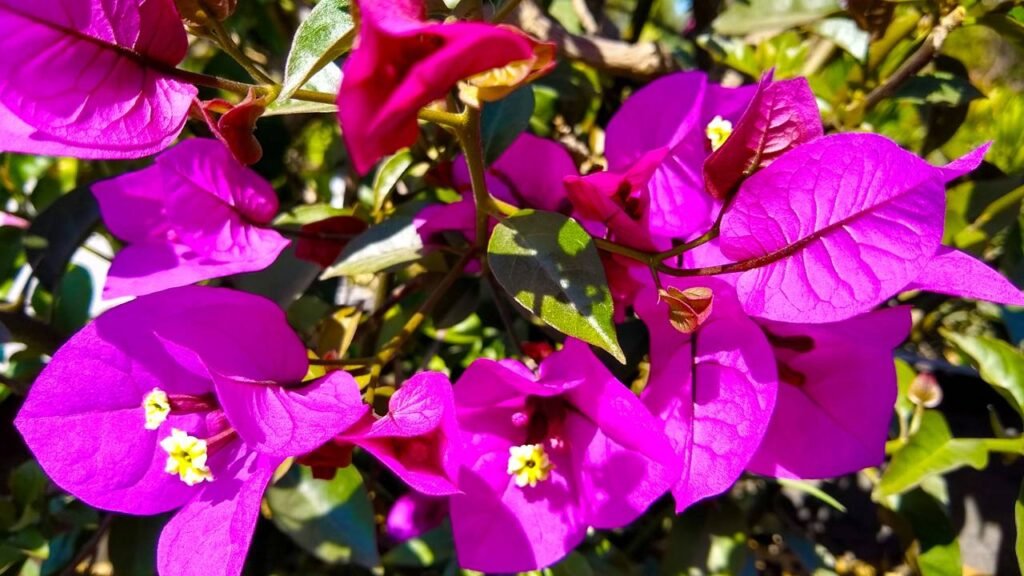 plantas que aguentam sol pleno