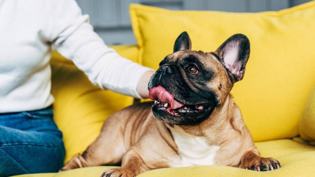 raças de cães mais calmas