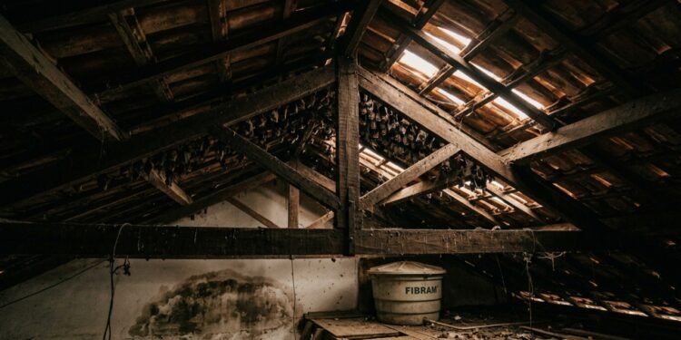 O que atrai morcegos para o telhado e por que eles voltam ao mesmo lugar