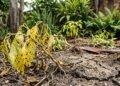 Esses sinais mostram que o solo pode estar prejudicando suas plantas sem você perceber