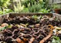 Criar minhocas em casa é mais simples do que parece e ajuda no cuidado com plantas