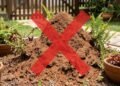 Adeus formigueiros no jardim, o ingrediente simples que vai proteger as plantas do seu jardim