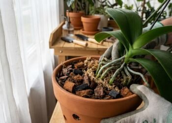 Estes itens simples que garantem a drenagem perfeita e uma transformação real na sua orquídea