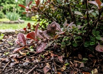 Essa planta está sendo chamada de hotel de carrapatos: um alerta preocupa quem tem jardim ou pets