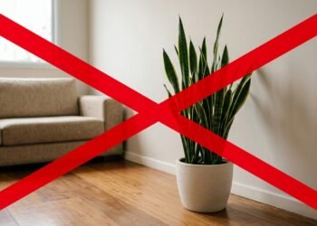 Adeus à espada-de-são-jorge: a planta que cresce rapidamente, é mais elegante e enche a casa de verde