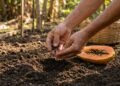 As dicas essenciais para transformar sementes de mamão em uma árvore carregada de frutos no seu quintal