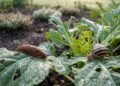 Lesmas e caracóis nas plantas podem ser controlados com cuidados simples no jardim