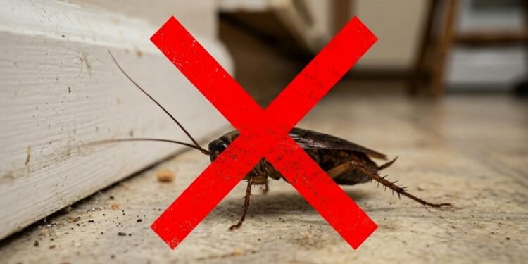 Nem repelentes nem lavanda: a melhor maneira de se livrar de infestações de baratas na cozinha e no banheiro